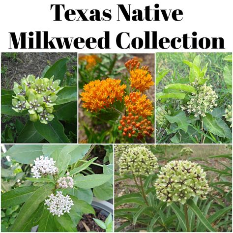Texas Native Milkweed Seed Collection With FREE Shipping! - Etsy
