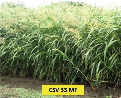 Fodder Seeds - Multi Cut Fodder Bajra Seed Manufacturer from Tirunelveli