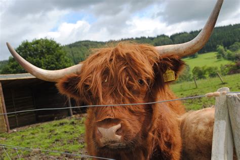 Hairy Cows from Scotland Highlands. | Scottish highland cow, Scotland ...