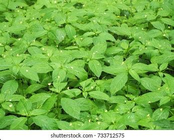 Exploding Seed Pods Compilation 的图像结果