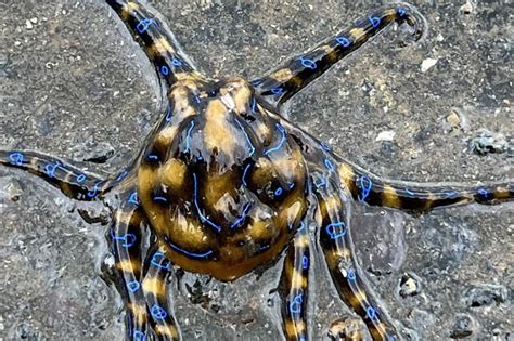 Blue-Ringed Octopus Venom 的图像结果