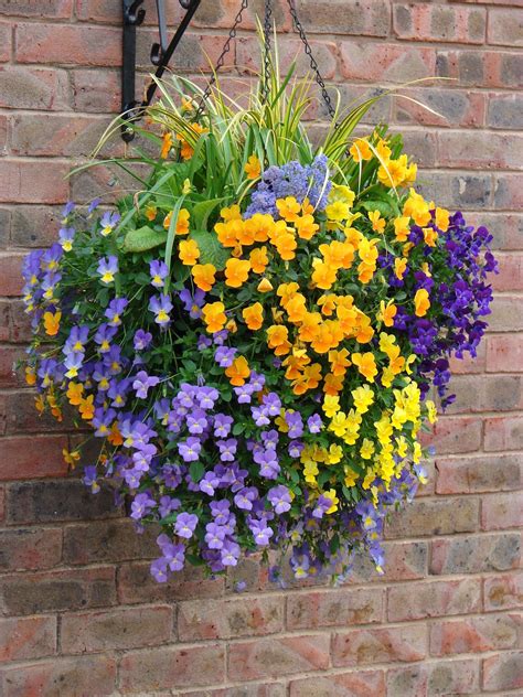 Spring Planted Hanging Basket - The Perfect Fruit Company Ltd ...