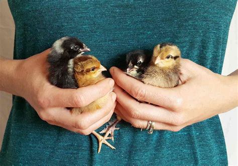 Baby Chickens Images