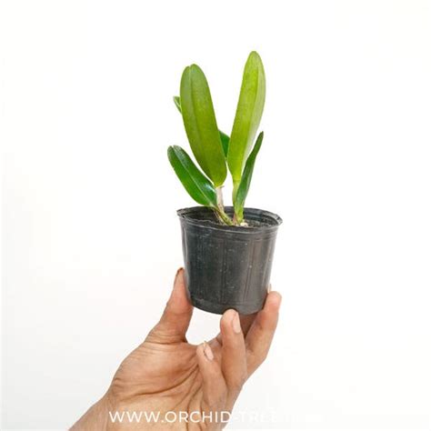 Buy Cattleya Orchids Online India | Cattleya Orchid | Orchid-tree ...