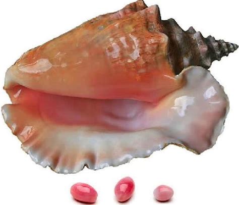 大連女子吃海螺吃出「珍珠」 - 每日頭條