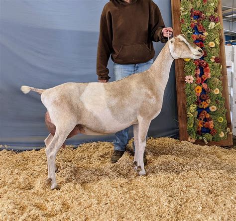 Lamancha Dairy Goat Fox's Pride Dairy Goats Home