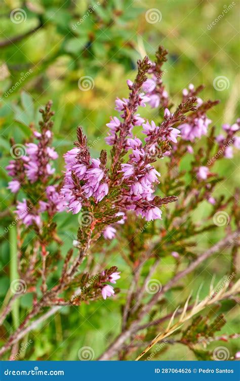 Common Heather, Typical Flora from the Swiss Alps Stock Photo - Image ...