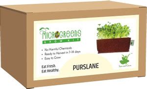 Sow and Grow purslane Seed Price in India - Buy Sow and Grow purslane ...