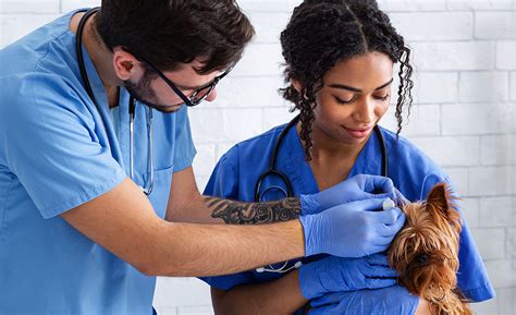 Veterinary Assistant Series | Manchester University