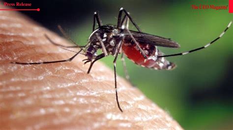 PharmEasy Reveals Dengue Risk Zones Across Indian States