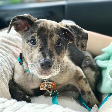Louisiana Catahoula Leopard & Australian Shepherd Mix