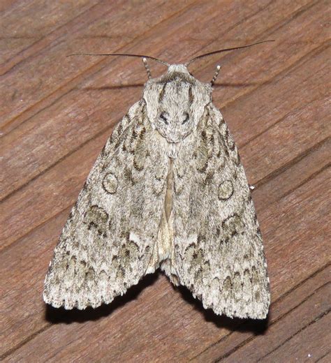 Image Gallery | Butterflies and Moths of North America