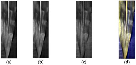 Nondestructive Determination of Leaf Nitrogen Content in Corn by ...
