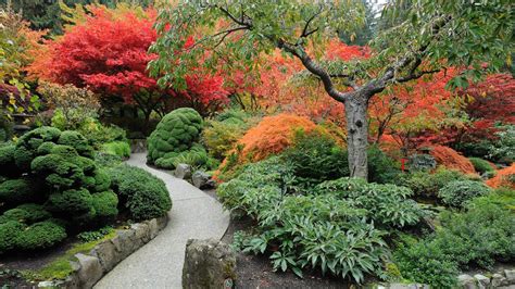 Japanese Garden Plants - Hello Hello Plants & Garden Supplies