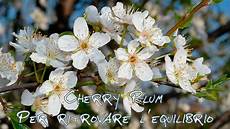 fiori di bach cherry plum eccesso di controllo archivi i fiori di bach fiori di bach cherry plum eccesso di controllo archivi i fiori di bach