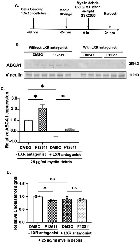 Inhibiting the Cholesterol Storage Enzyme ACAT1/SOAT1 in Myelin Debris ...
