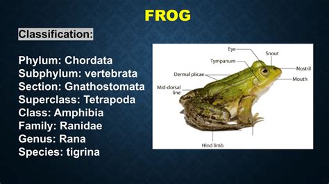 FROG - structural organization of animal | PDF