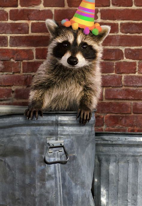 Hallmark Shoebox Birthday Card for Anyone - TRASH RACCOON - Walmart.com