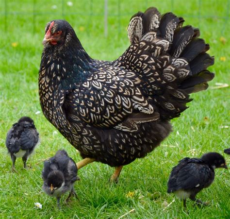 Barnevelder Chickens - Breed Information