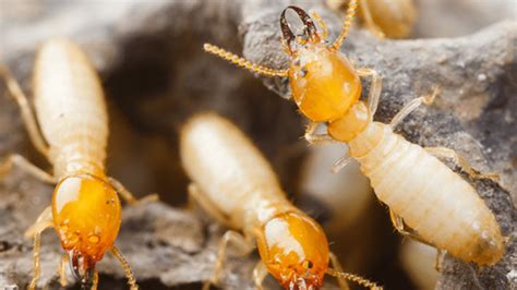 Image result for Formosan Termite Alate