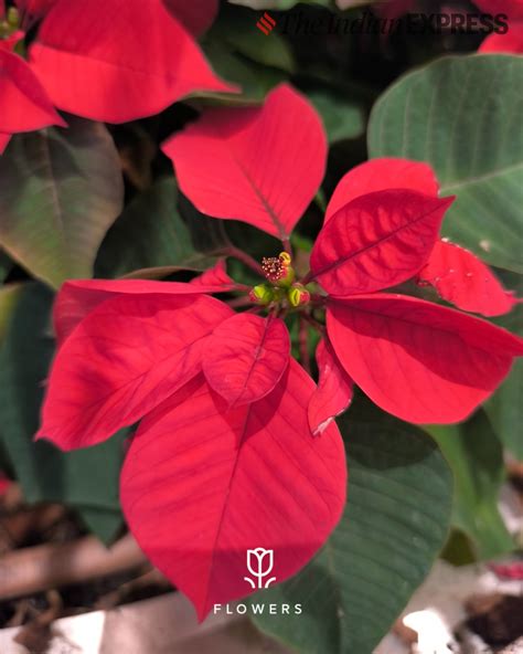 Image result for Redmi Note 13 Camera Sample