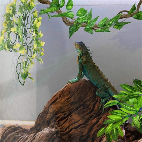 Buy Stibadium Reptile Plants Amphibian Hanging Plants for Lizards ...