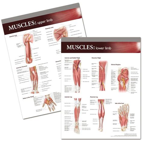 Buy Lippincott Williams & Wilkins Atlas of Anatomy Musculature Chart ...