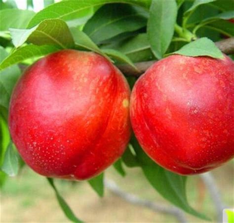 油桃种类及品种特点介绍--苗艺家庭农场