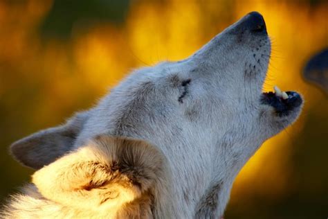 Image result for 51 Wolves Howling