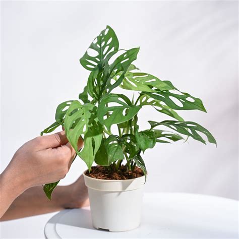 Buy Broken Heart Plant - Symbolic Indoor Beauty – Ugaoo