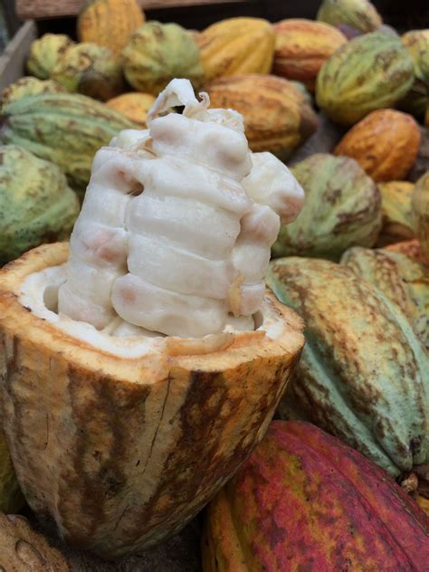 Pine island nursery – Artofit