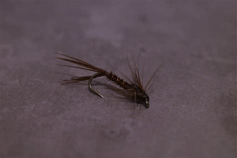 Fly Fish 的图像结果