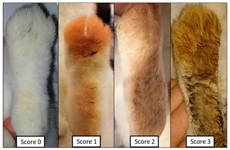 Evaluation of Two Different Flooring Designs for Rabbit Housing in ...