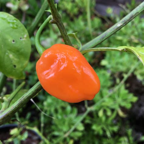 Orange Habanero Pepper Seeds | Tyler Farms