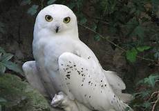 Owl Free Wallpaper by Free Owl Wallpapers Wallpaper Cave Owl Free Wallpaper