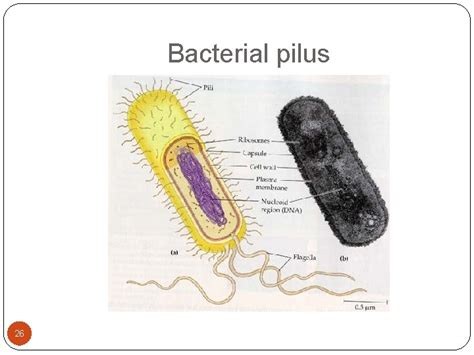 Microbiology 的图像结果