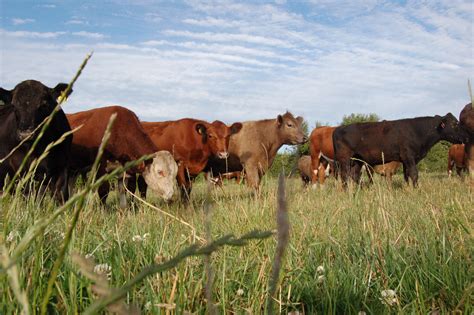 Farm Landscape Cows