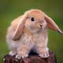 Image result for What Is a Bunny