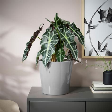 Indoor Pots For Plant - Buy indoor plant pots online at affordable ...