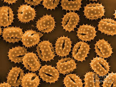 Image result for Flower Pollen Under Microscope