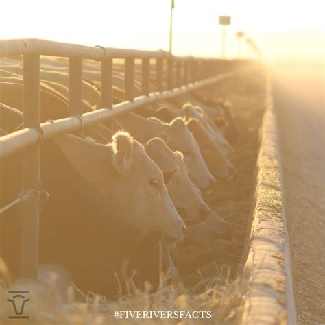 Five Rivers Cattle Feeding | Today, the team at XIT Feeders in Dalhart ...