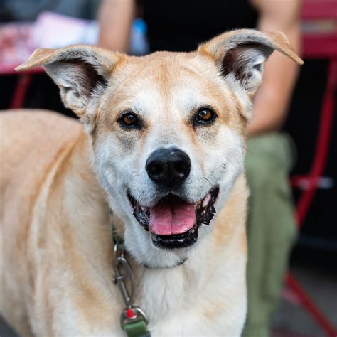 German Shepherd Yellow Lab Mix Full Grown