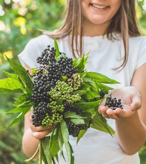 Elderberry For Kids: 5 Precautions For Safe Use
