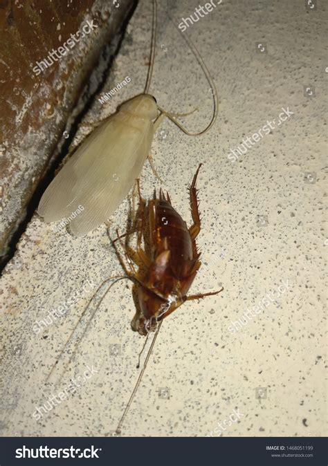 Cockroach Skeleton 的图像结果