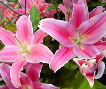 Image result for Small White Lily Flowers
