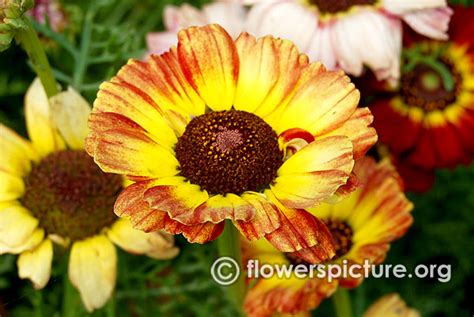 Chrysanthemum flower varieties