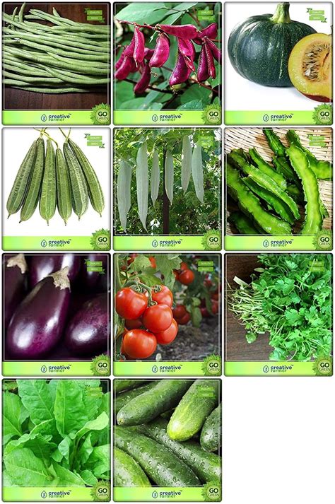 Creative Farmer Terrace Garden Seeds Combo Vegetable Seeds : Cowpea (Vj ...