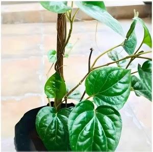 SPYKARTS Betel Leaf Plant Price in India - Buy SPYKARTS Betel Leaf ...