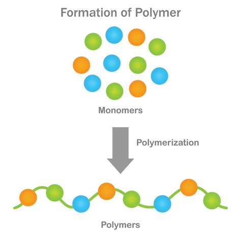 Polymer formation, Monomers unite through polymerization, yielding ...