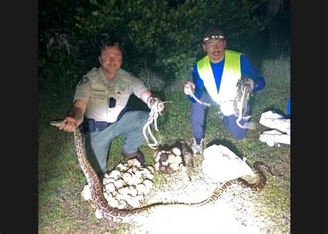 Image result for Florida Python Death Baby
